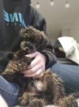 N.Ｉ 様のお迎えした子犬