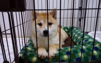 マメ太郎 様のお迎えした子犬