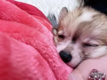 S.O 様のお迎えした子犬
