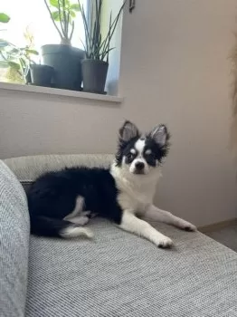 たんぱん 様のお迎えした子犬