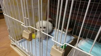A.S 様のお迎えした子犬