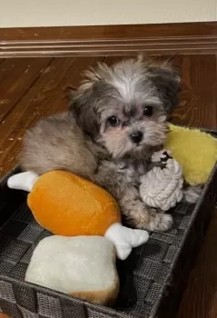 ぽぽむぎ 様のお迎えした子犬