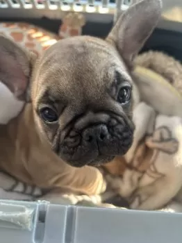 あちゃ 様のお迎えした子犬