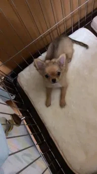 ひなこ 様のお迎えした子犬