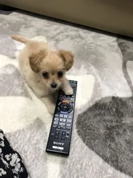 こつぶ 様のお迎えした子犬