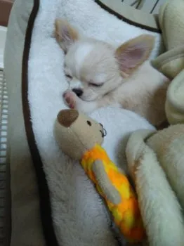 なみちゃん 様のお迎えした子犬