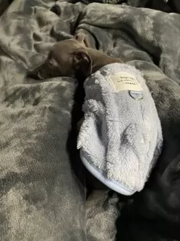 C.K 様のお迎えした子犬