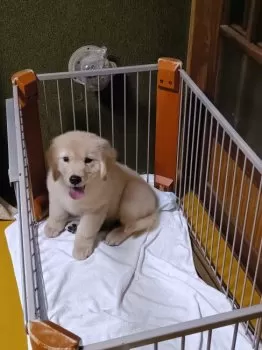 M.U 様のお迎えした子犬