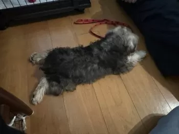 S.H 様のお迎えした子犬