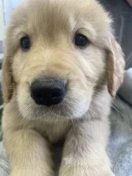 K.H 様のお迎えした子犬