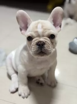 FUJI 様のお迎えした子犬