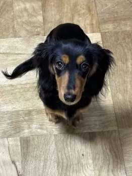 M.N 様のお迎えした子犬