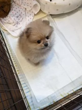 honey 様のお迎えした子犬