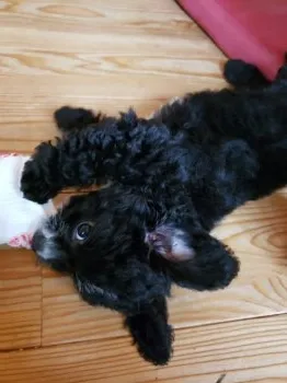 ミィ 様のお迎えした子犬