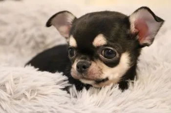 ahk 様のお迎えした子犬