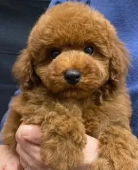 M.M 様のお迎えした子犬