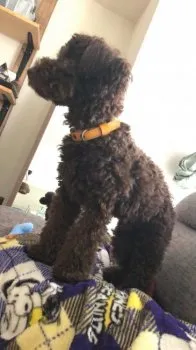 樋口 様のお迎えした子犬