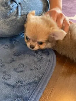 T.M 様のお迎えした子犬