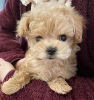 なお 様のお迎えした子犬