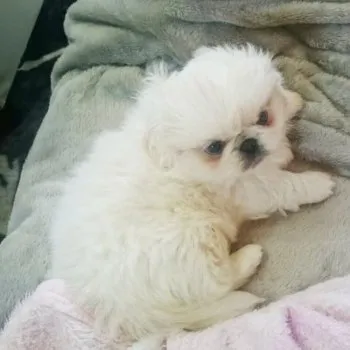 ａ． 様のお迎えした子犬