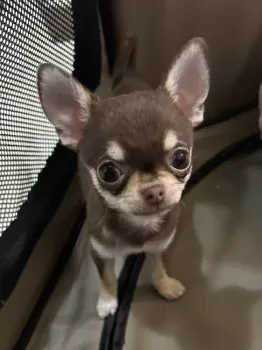 JOE 様のお迎えした子犬