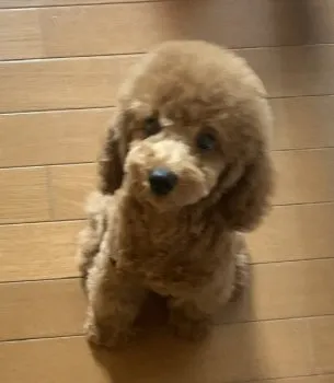 Y.E 様のお迎えした子犬