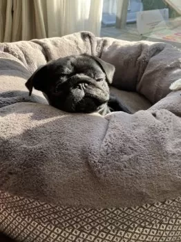 えみお 様のお迎えした子犬