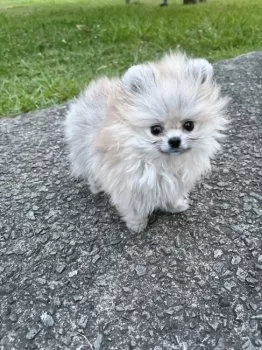 TN 様のお迎えした子犬