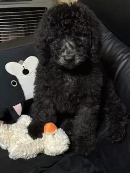N.M 様のお迎えした子犬
