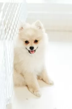 みみみ 様のお迎えした子犬