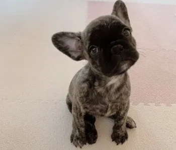 M.M 様のお迎えした子犬