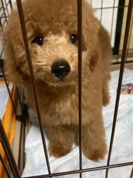 カズ 様のお迎えした子犬