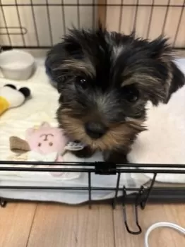 まさはんた 様のお迎えした子犬