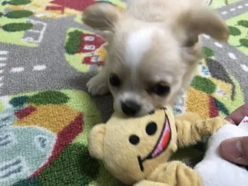 yasu 様のお迎えした子犬