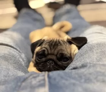 ランとりょう 様のお迎えした子犬