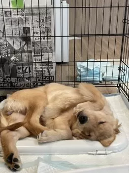 S.I 様のお迎えした子犬