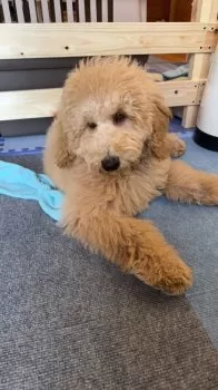 ミヤ 様のお迎えした子犬