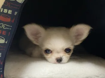 のりまき 様のお迎えした子犬