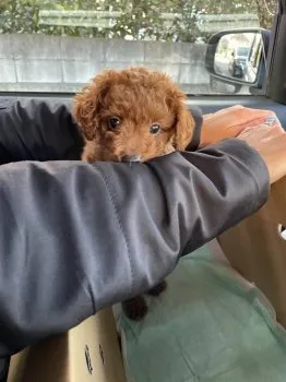 yocchi 様のお迎えした子犬
