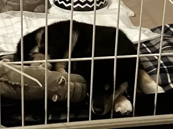 R.Ｉ 様のお迎えした子犬