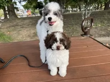 T.O 様のお迎えした子犬