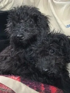イケナオ 様のお迎えした子犬