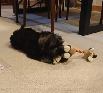 N.M 様のお迎えした子犬