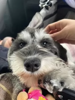 おもち 様のお迎えした子犬