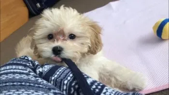 KANA 様のお迎えした子犬