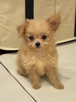 J.M 様のお迎えした子犬
