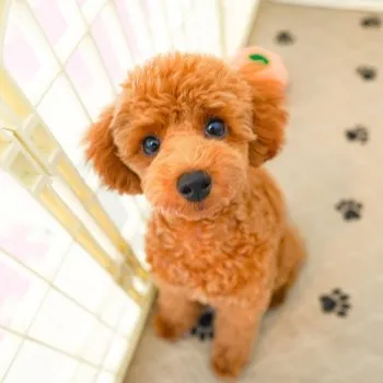 Yoko 様のお迎えした子犬