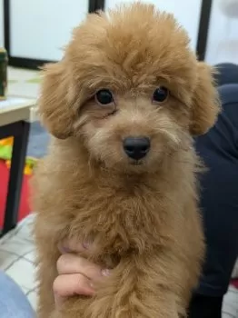K.S 様のお迎えした子犬