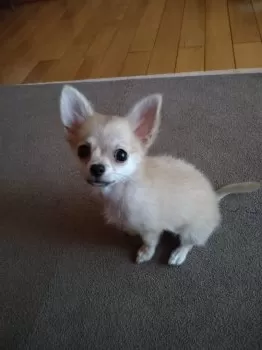まめ 様のお迎えした子犬