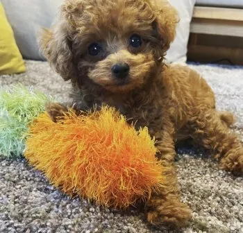 A.K 様のお迎えした子犬